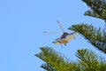 Firefighting helicopters drawing water from the local pond in Port Kennedy WA to fight a
