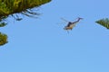 Firefighting helicopters drawing water from the local pond in Port Kennedy WA to fight a