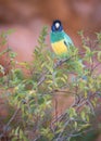 Port Lincoln Parrot at Ormiston Gorge, Northern Territory