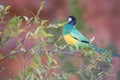 Port Lincoln Parrot at Ormiston Gorge, Northern Territory