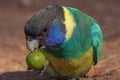 Port Lincoln Ringneck Parrot in Northern Territory Australia