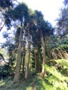 Port Orford cedar / Chamaecyparis lawsoniana / Lawson cypress, Lawsons Scheinzypresse or Lawsonov paÃÂempres, Mainau - Constance