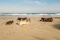 Port St Johns cows on the beach. Wild Coast, Eastern Cape, South Africa Royalty Free Stock Photo