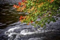 Autumn leaf color with stream and flowing water in long exposure Royalty Free Stock Photo