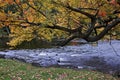 Autumn leaf colour with stream and flowing water Royalty Free Stock Photo