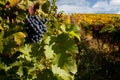 Port Wine Grapes on Vineyard