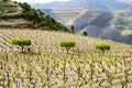 Port wine vineyards landscape Royalty Free Stock Photo