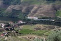 Port wine vineyards landscape