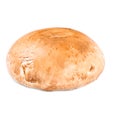 Portabello mushroom isolated on white close up