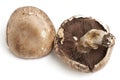 Portabello mushrooms Royalty Free Stock Photo