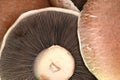 Portabello Mushrooms Royalty Free Stock Photo
