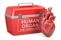 Portable fridge for transporting donor organs with human heart,