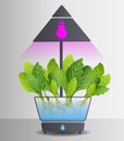 Portable hydroponic aeroponic system for eco-friendly growing of green lettuce, vegetables and herbs. With automatic