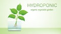 Portable hydroponic aeroponic system for eco-friendly growing of green lettuce, vegetables and herbs. organic vegetable