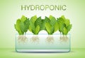 Portable hydroponic aeroponic system for eco-friendly growing of green lettuce, vegetables and herbs. Organic vegetable