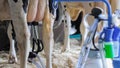 Portable milking suction machine with teat cupt during work with cow: close up Royalty Free Stock Photo