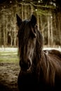 Portait of a beautiful black horse