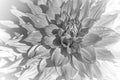 Black and white close up shot of Dhalia Flower