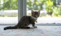 Portait of cute Muskin kitten sitting on the carpet and looking to the camera with nature background