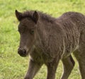 A portait of a cute sweet grey foal of an icelandic horse Royalty Free Stock Photo