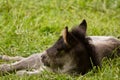 A portait of a cute sweet grey foal of an icelandic horse