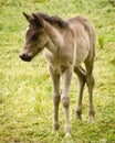 A portait of a cute sweet grey foal of an icelandic horse