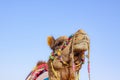 Portrait of camel, rohi, cholistan, pakistan Royalty Free Stock Photo