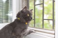 Portait of fluffy gray cat, with yellow eyes and pointed ears, sitting near the window looking outside. Sunny day