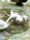 Portait of geese in pond Royalty Free Stock Photo