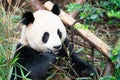 Portait of a Giant Panda eating bamboo leaves in Chengdu China Royalty Free Stock Photo