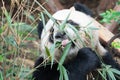 Portait of a Giant Panda eating bamboo leaves with the help of his tongue in Chengdu China Royalty Free Stock Photo