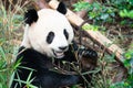 Portait of a Giant Panda eating bamboo leaves with mouth open showing his tooth in Chengdu China Royalty Free Stock Photo