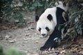 Portait of a giant panda