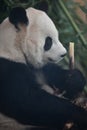 Portait of giant panda