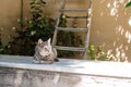 Portait of grey cat in Greece