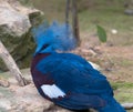 Portait of Grey crowned, africa