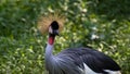 Portait of Grey crowned, africa