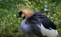 Portait of Grey crowned, africa