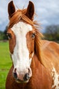 Portait of overo patterned horse that is brown and white with two colored eyes Royalty Free Stock Photo