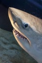 Sharp Shark teeth in the mouth of a shark