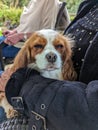 Portait, small dog cocker spaniel on a persons lap