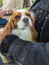 Portait, small dog cocker spaniel on a persons lap