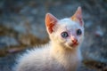 Portait of a small white cat