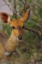 Portait of a steenbok, common small antelope of Kruger National Park, South Africa.