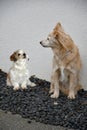 Thirteen years old mongrel dog and small havanese Royalty Free Stock Photo