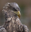 Portait 4 year old whitetailed eagle