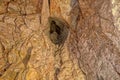Cave Portal in Grand Canyon Caverns AZ