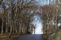 Portal of trees in early spring Royalty Free Stock Photo