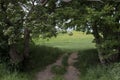 The portal trees at hill of tara