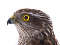 Portarait falcon isolated on a white Royalty Free Stock Photo